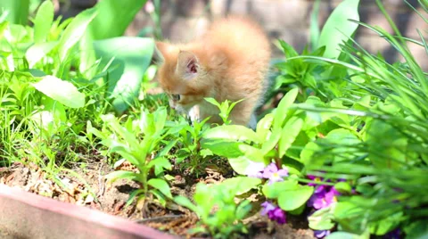 Red kitten playing outdoors Stock-Footage 39726979