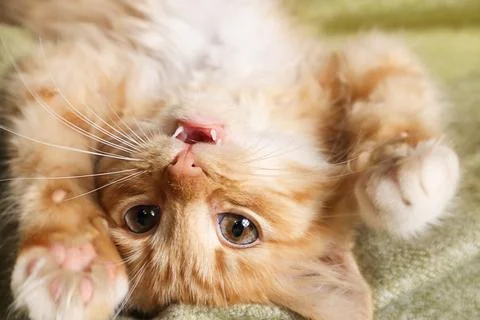 Red kitten playing on the sofa, close-up Stock Photos