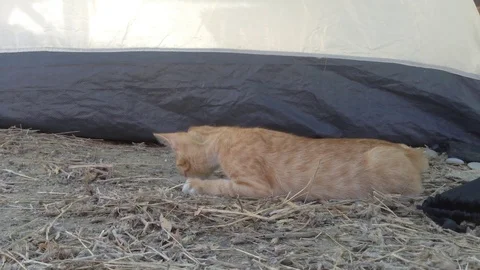 Red kitten plays on the Ground with a lizard and eats it Close up Stock Footage 119688376
