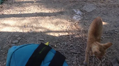 Red kitten plays on the Ground with a lizard and eats it Close up 2 Stock Footage 119688377