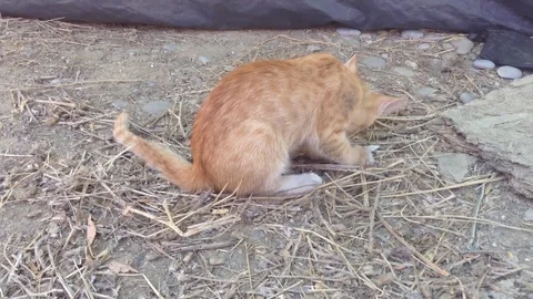 Red kitten plays on the Ground with a lizard and eats it Close up 3 Stock Footage 119688391