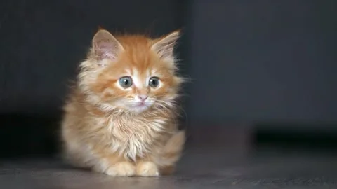 Red kitten sits on a gray floor and looks around Stock Footage 195612852