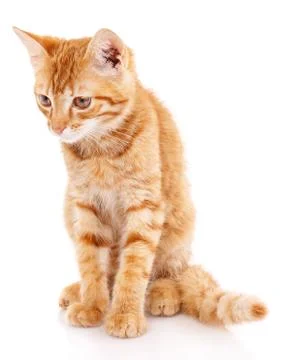 Red kitten. Sitting cat. Kitten on a white background. Stock Photos