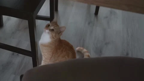 Red kitten sitting on chair.  Stock Footage 144699587