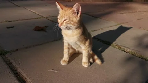 Red kitten street. Video stock 163900436