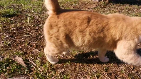 Red kitten street Stock Footage 163900628