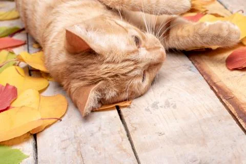 Red kitten on the table with autumn fallen leaves Stock Photos