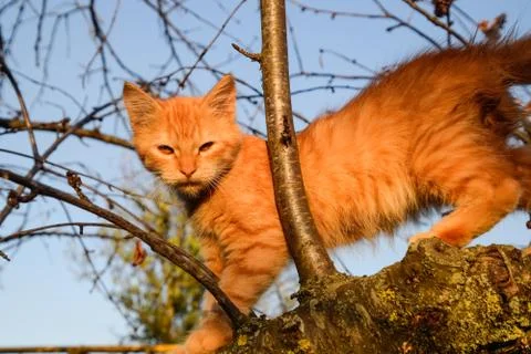 Red kitten on a tree. cat plays and climbed a tree. Stock Photos