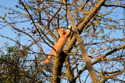 Red kitten on a tree. cat plays and climbed a tree. Stock Photos