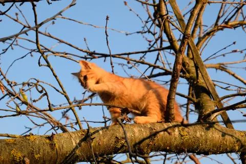 Red kitten on a tree. cat plays and climbed a tree. Stock Photos