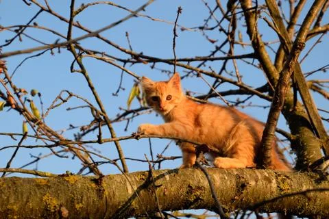 Red kitten on a tree. cat plays and climbed a tree. Stock Photos