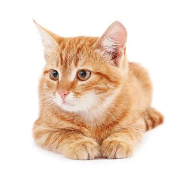 Red kitten on white background Stock Photos