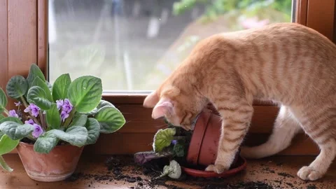 A red kitten on the window breaks a house plant.Naughty playful cat. Vidéo 212470808