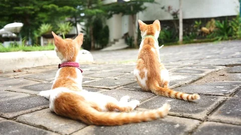 Red kittens. Balinese lean cat Stock Footage 113053201