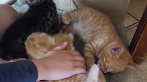 Red kittens play Video stock 87094998