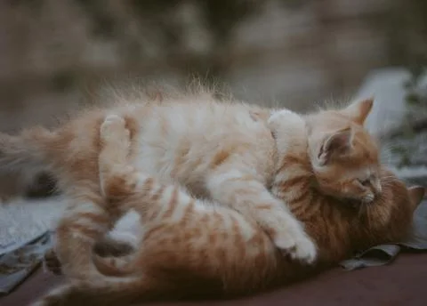 Red kittens play Stock Photos