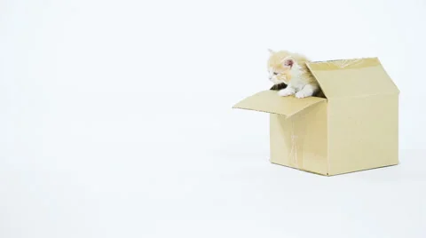 Red  Kitty  in a Gift Box Stock Footage 49692772