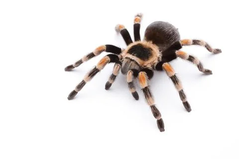 Red knee tarantula Stock Photos