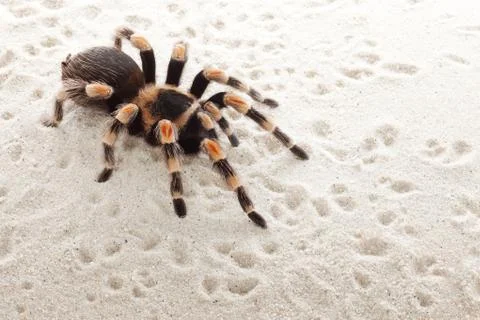 Red knee tarantula Stock Photos