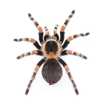 Red knee tarantula Stock Photos