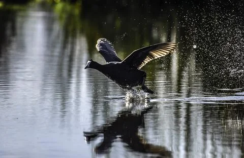 Red knobbed coot bird in action during sunset in South Africa Stock Photos