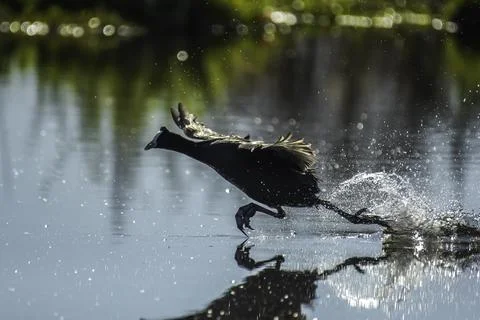 Red knobbed coot bird in action during sunset in South Africa Stock Photos