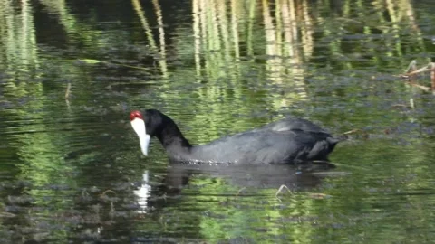 Red-knobbed coot, crested coot, Fulica cristata, Spain Video stock 234388289