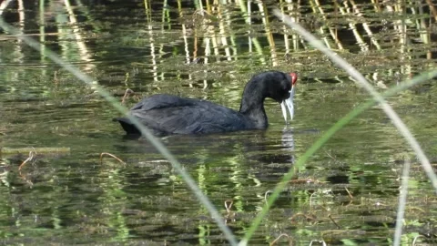 Red-knobbed coot, crested coot, Fulica cristata, Spain Video stock 234388297