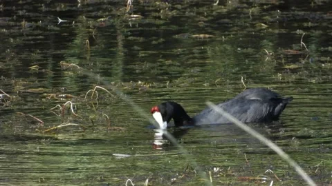 Red-knobbed coot, crested coot, Fulica cristata, Spain Video stock 234388324