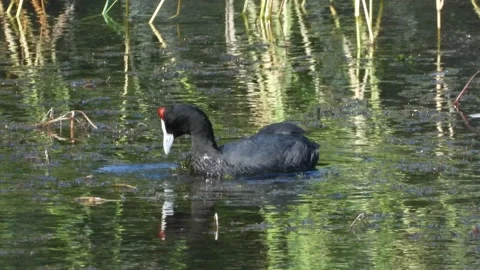 Red-knobbed coot, crested coot, Fulica cristata, Spain Stock Footage 234388377