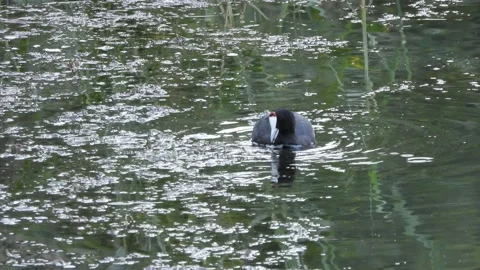 Red-knobbed coot, crested coot, Fulica cristata, Spain Video stock 234388418