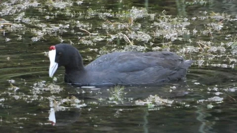 Red-knobbed coot, crested coot, Fulica cristata, Spain Video stock 234388441