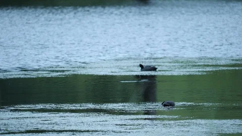 Red-Knobbed Coot Stock Footage 120903892