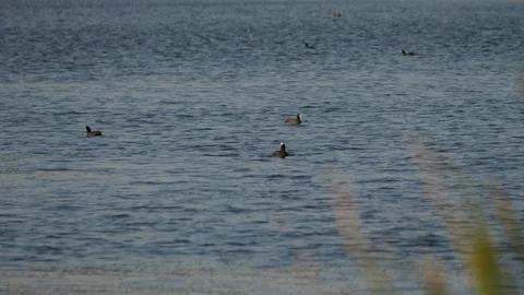 Red Knobbed Coots  Stock Footage 113443793