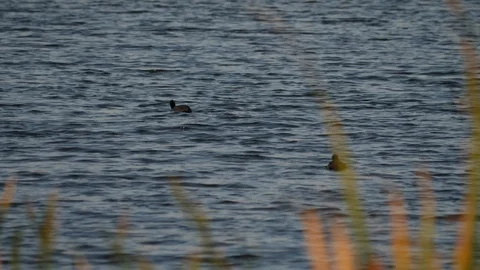 Red Knobbed Coots  Stock Footage 113445345
