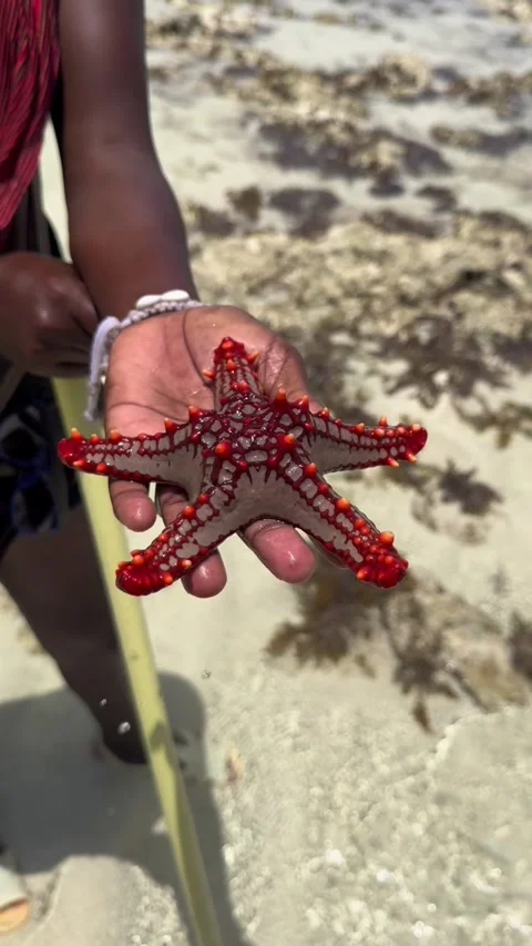 Red knobbed starfish held in hand close up clear water Zanzibar HD vertical Stock-Footage 342148211