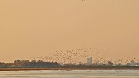 Red Knot flock flying in wave pattern over industrial estuary. Stock Footage 120025262