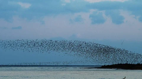 Red Knot flock flying in wave pattern over industrial estuary. Stock Footage 120026408