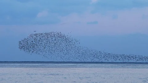 Red Knot flock flying in wave pattern over industrial estuary. Stock Footage 120026421
