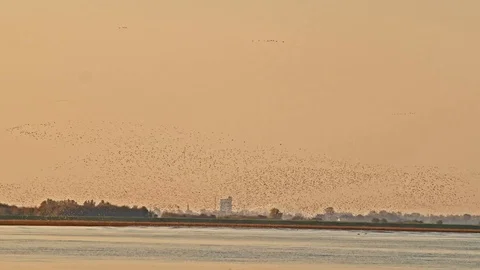 Red Knot flying in wave patterns over pre-dawn salt marsh. Stock Footage 120020643