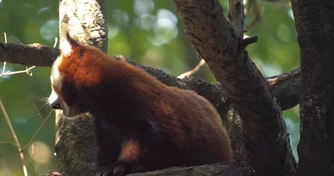 Red koala Stock Footage 172540130