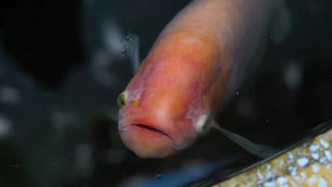 Red koi carp as it gracefully swims through a tranquil pond Stock Footage 240831235