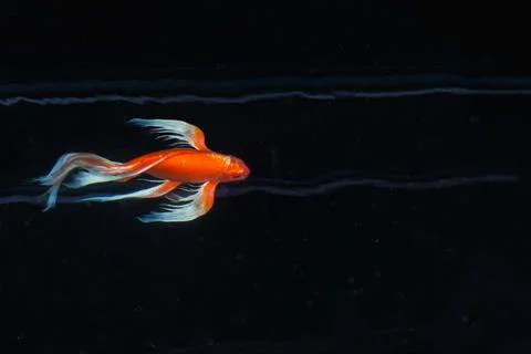 Red Koi fish carp isolated on black background. Stock Photos