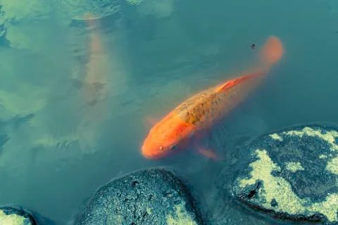 Red koi fish Stock Photos