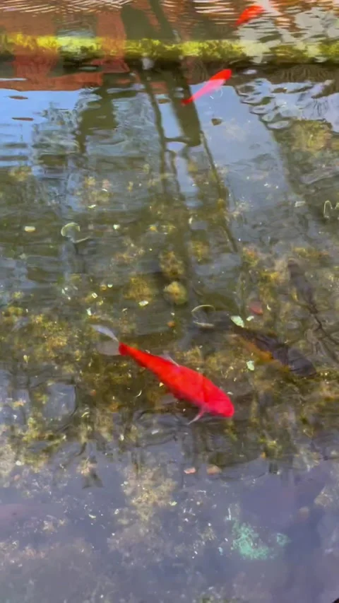Red koi fish in a pond Stock Footage 303845139