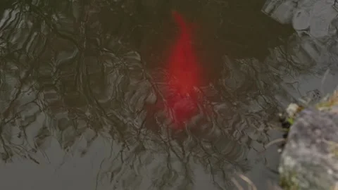 Red Koi Fish Swimming in Temple Pond Japan Stock Footage 336386772