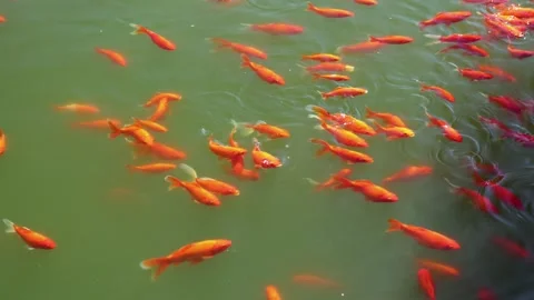 Red koi 库存影片 344273393