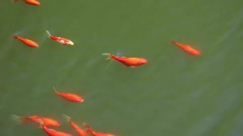 Red koi Vidéo 344273791