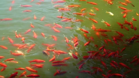 Red koi Видео 344274025