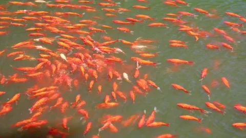 Red koi Video stock 344274319